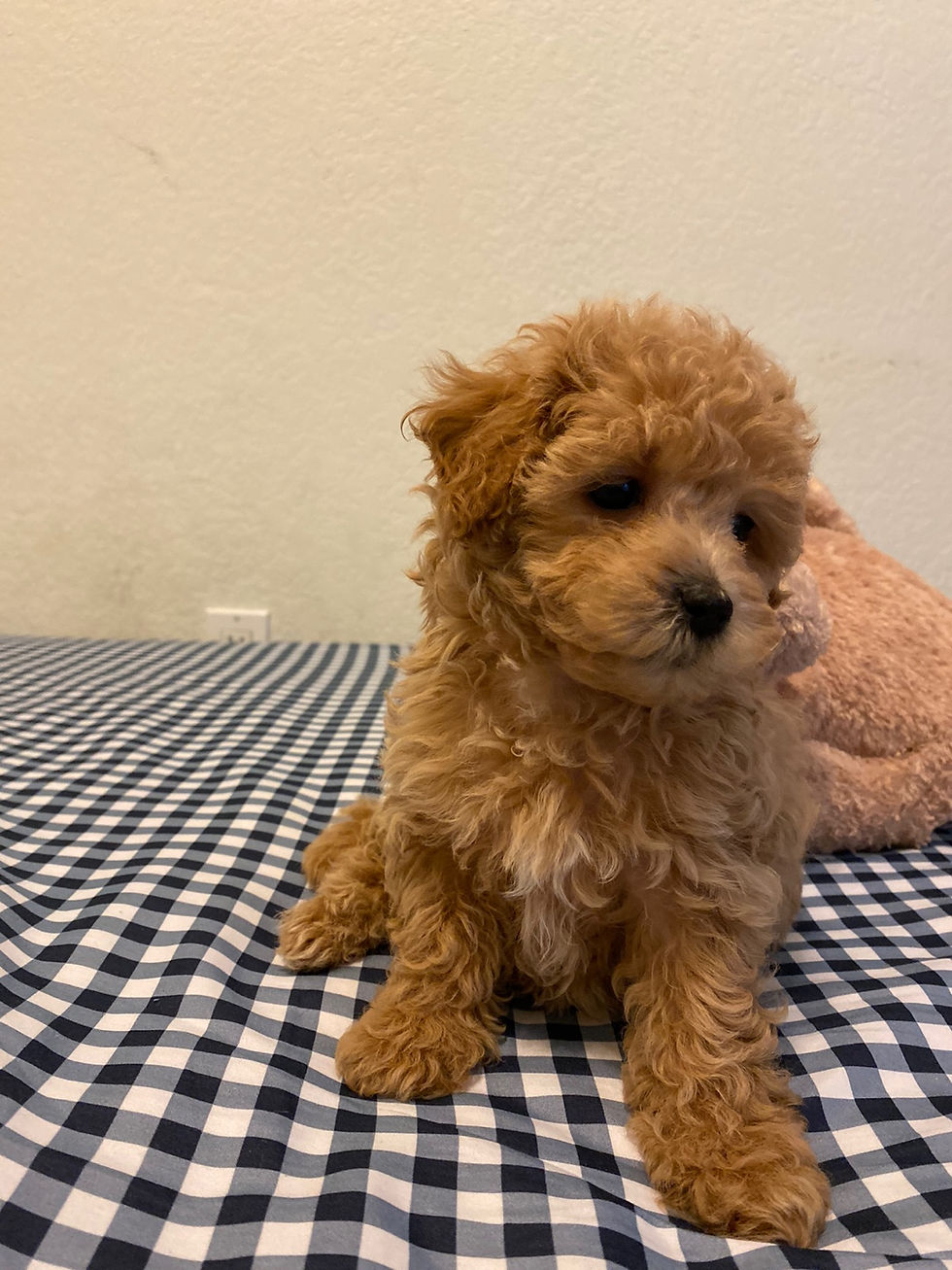 Thumbnail: Mary-Maltipoo(1398)