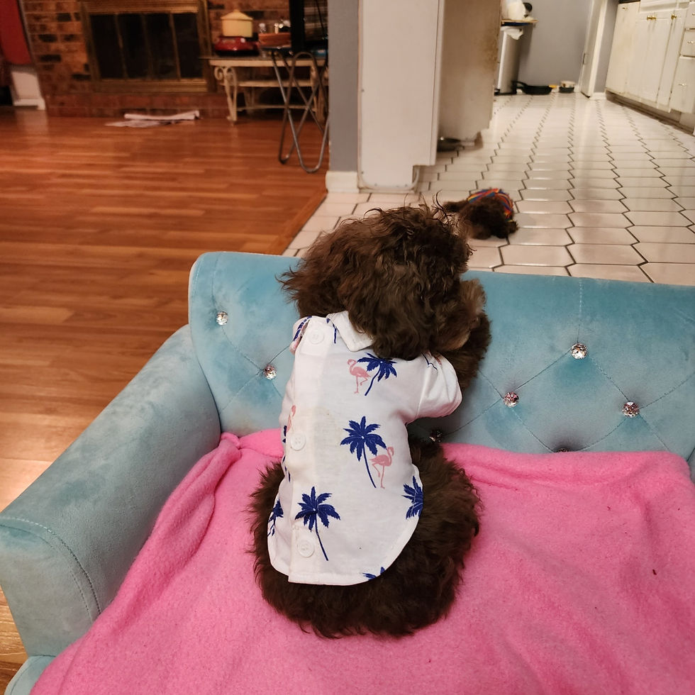 Thumbnail: AKC Oliver -Toy Poodle (1324)
