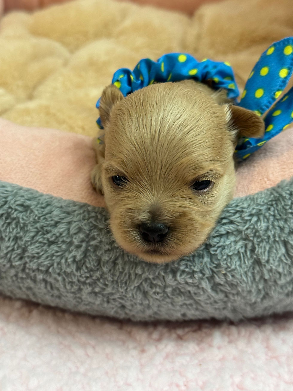 Thumbnail: Ace    -Maltipoo (1458)