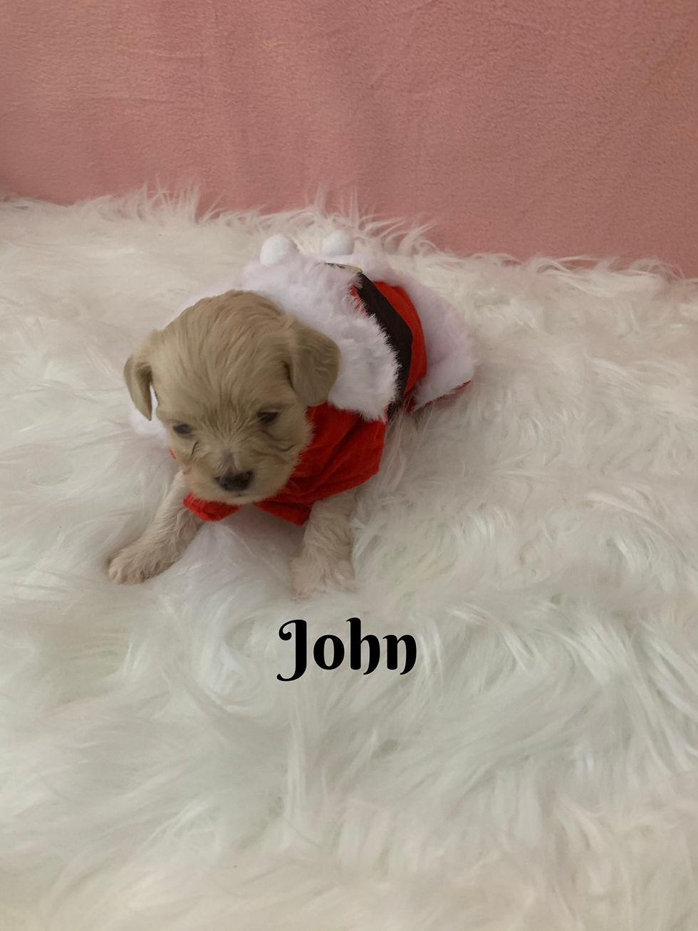 Thumbnail: John - Maltipoo (1102)