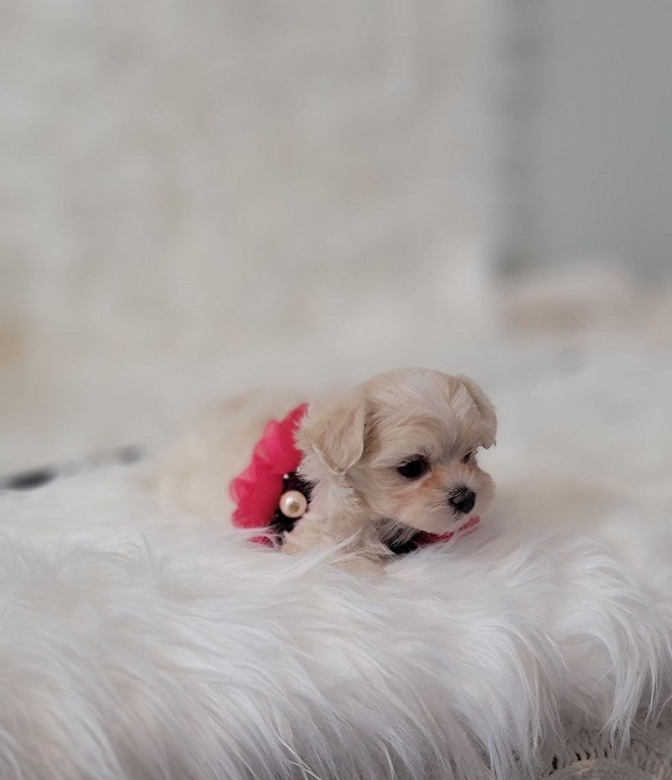 Thumbnail: Gracie-Maltipoo (1185)