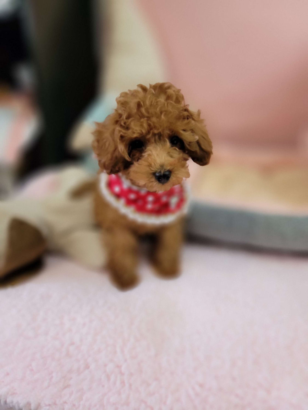 Thumbnail: Lucky- poodle  (1451)