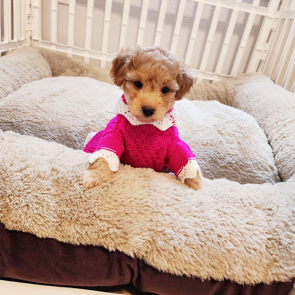 Thumbnail: Lemon  - maltipoo (1082)
