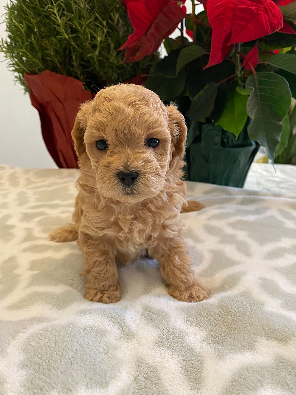 Thumbnail: Rex-Maltipoo(1440)