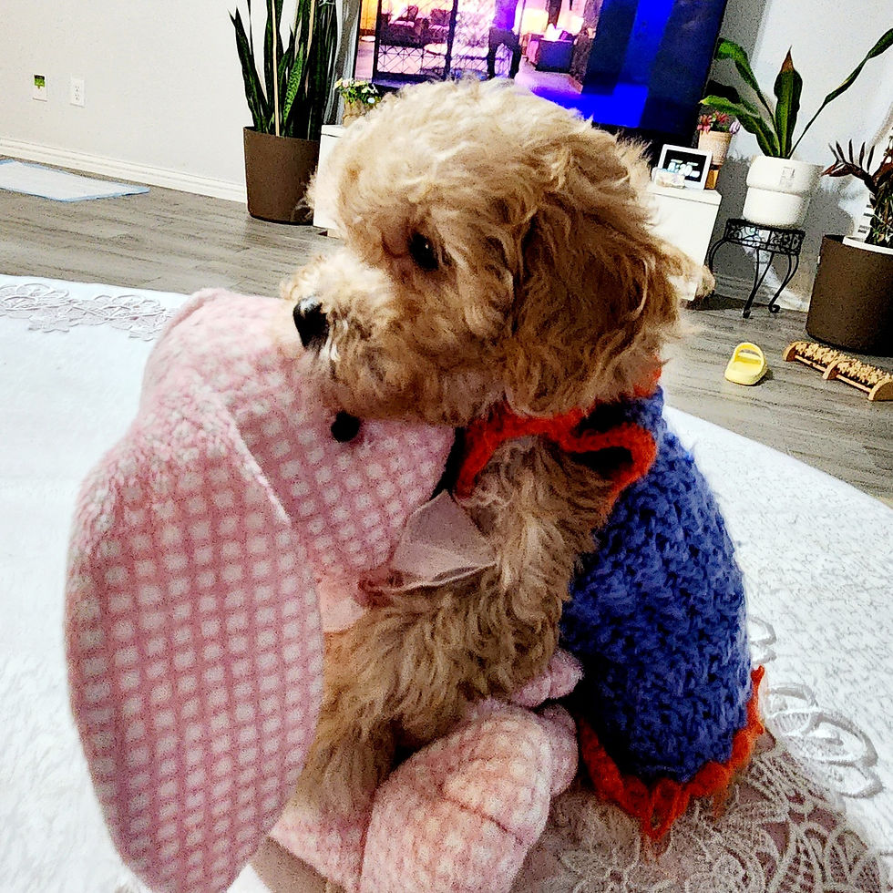 Thumbnail: Lemon  - maltipoo (1082)