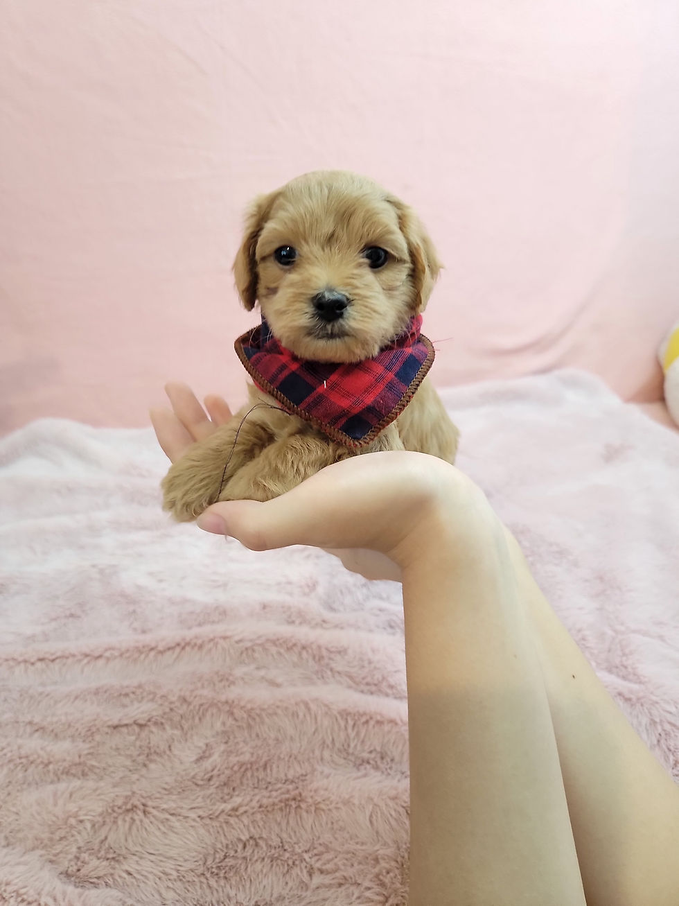 Thumbnail: Happy -Maltipoo (1326)