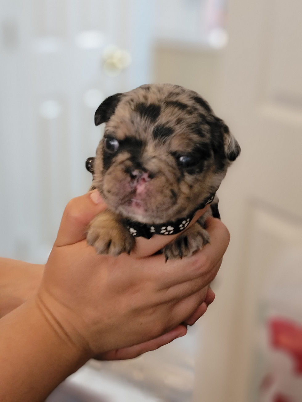 Thumbnail: Frank -French Bulldog (1285)