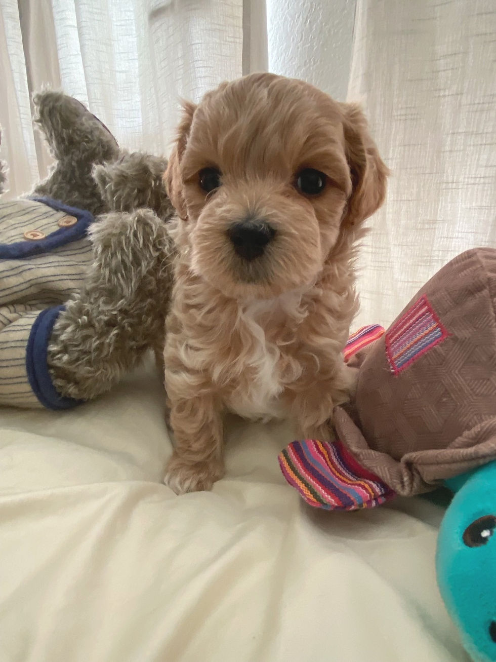 Thumbnail: Lucky-Maltipoo(1393)