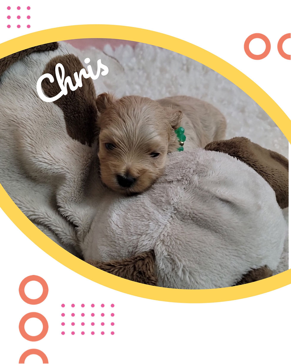 Thumbnail: Chris-Maltipoo (1428)