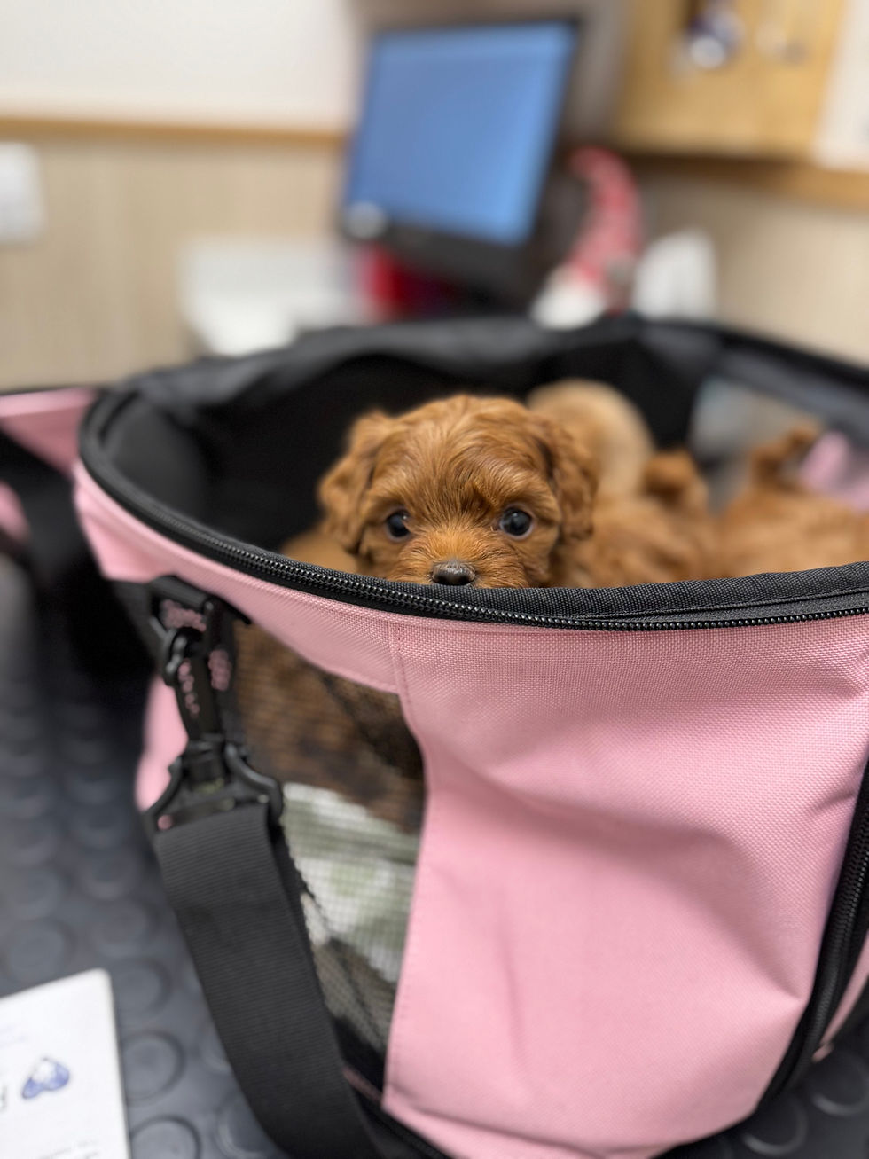 Thumbnail:     Berley-  Maltipoo (1064)