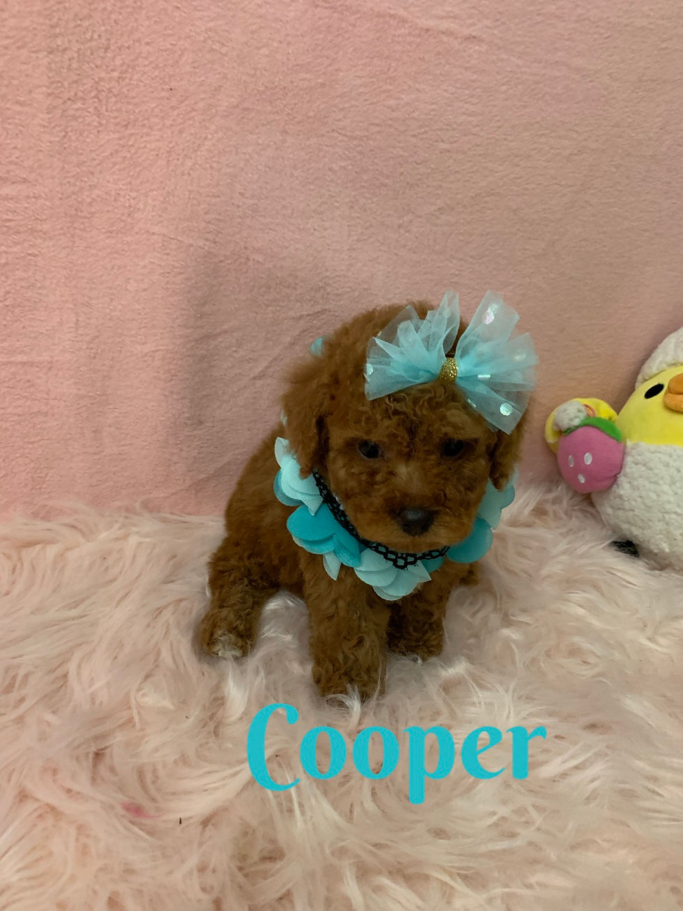 Thumbnail: Cooper toy poodle (1178)