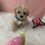 Thumbnail: Benji-Maltipoo (1106)