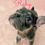 Thumbnail: Ruby-French Bulldog (1168)