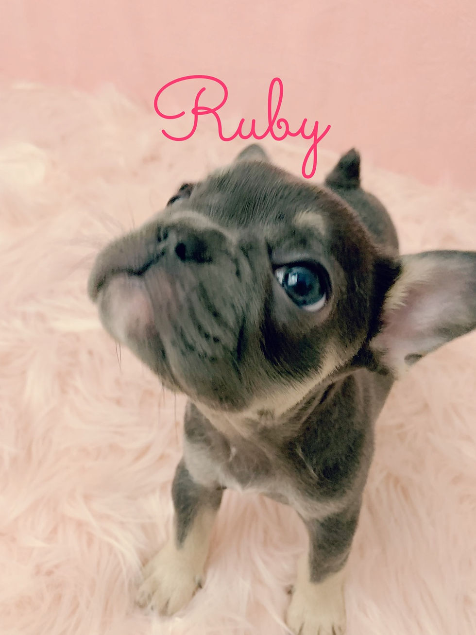 Thumbnail: Ruby-French Bulldog (1168)
