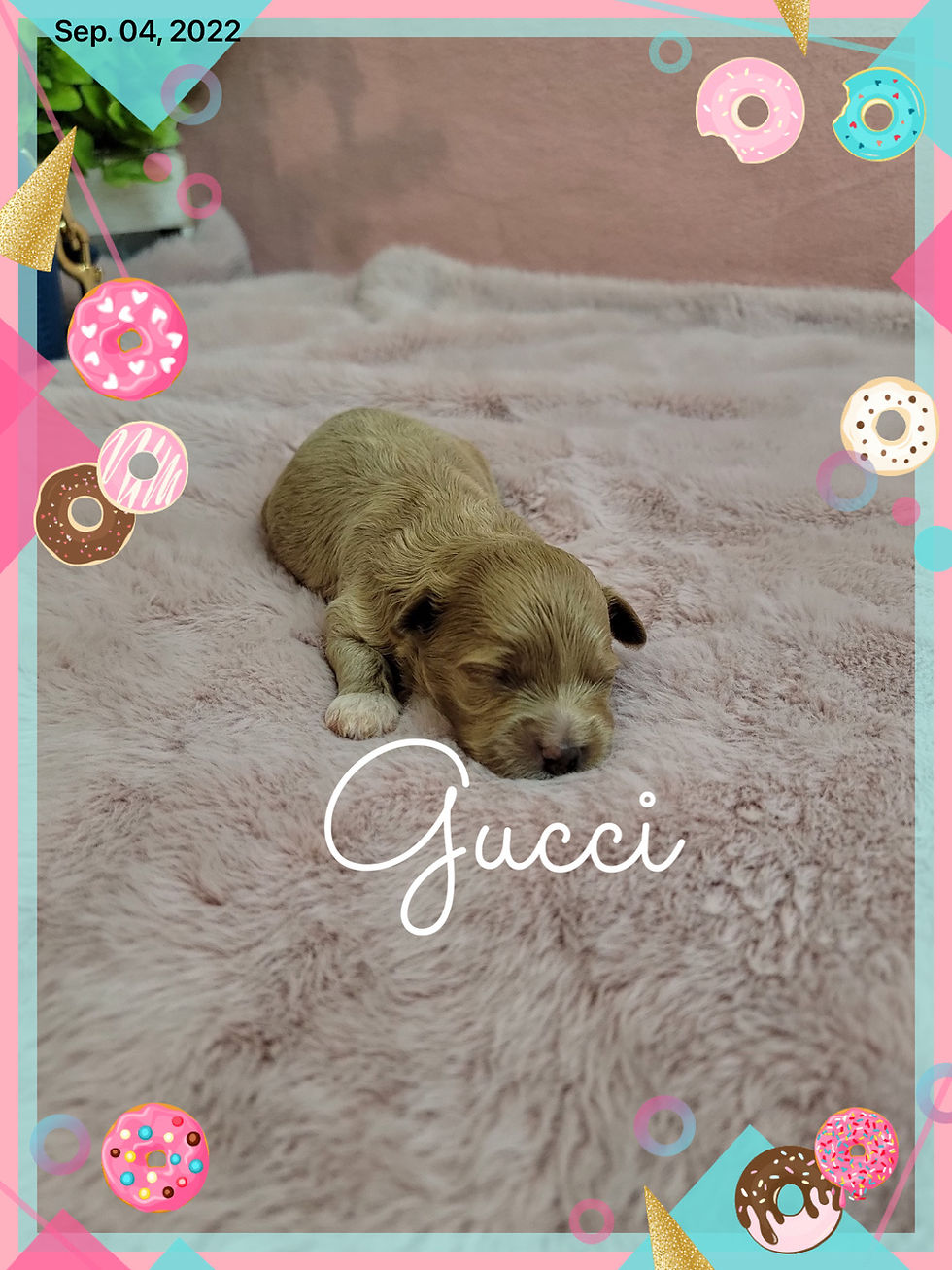 Thumbnail: Gucci-Maltipoo (1335)