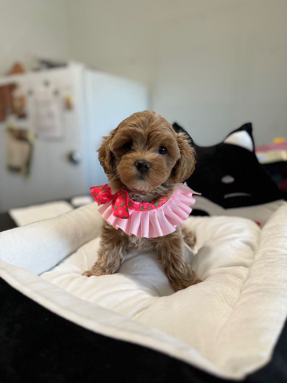 Thumbnail: Kakao-Maltipoo(1034)