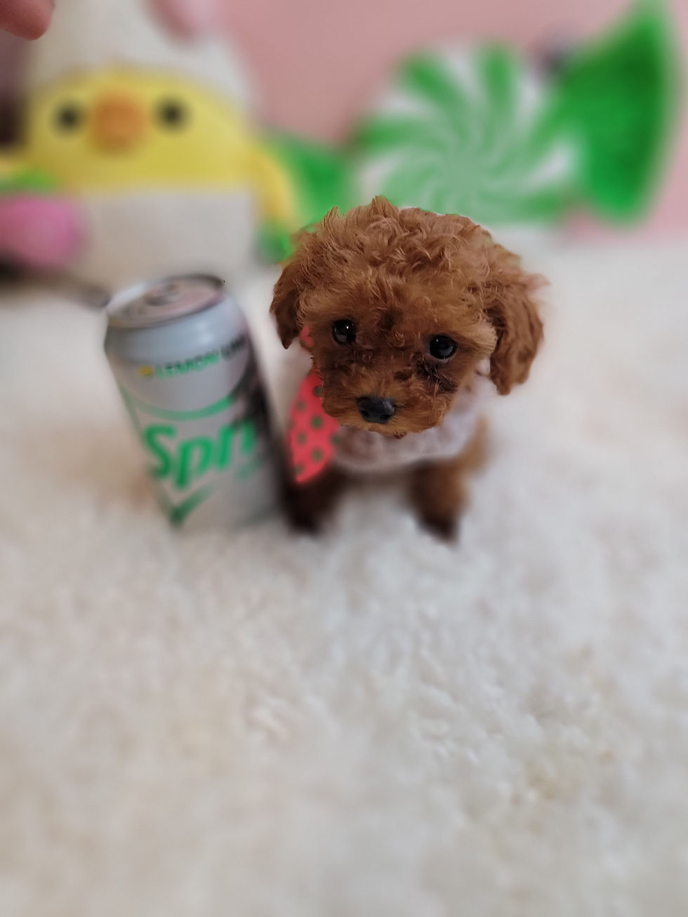 Thumbnail: Jenny -Toy Poodle (1338)