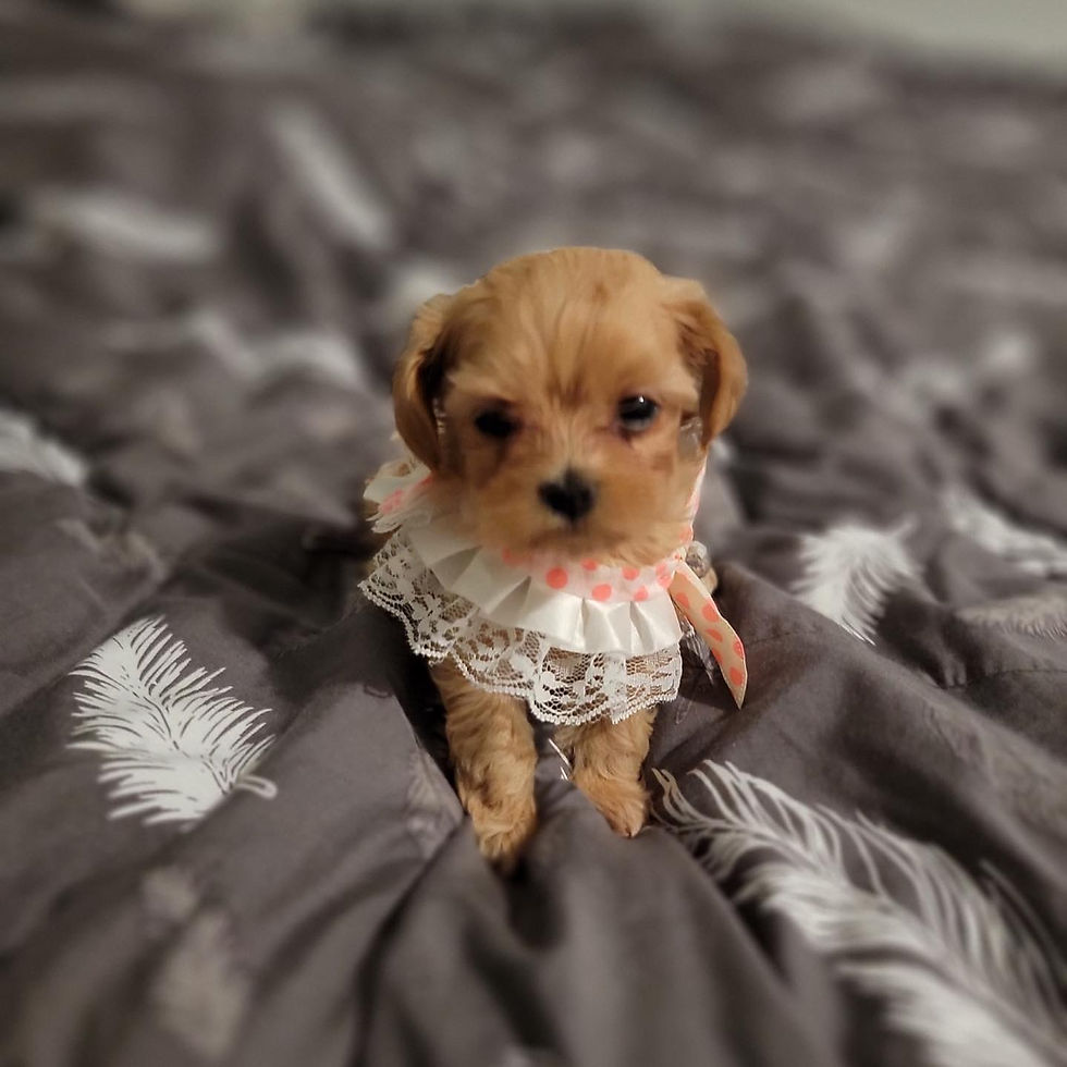 Thumbnail: Happy-Maltipoo (1279)