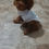 Thumbnail: Sophia toy poodle (1176)