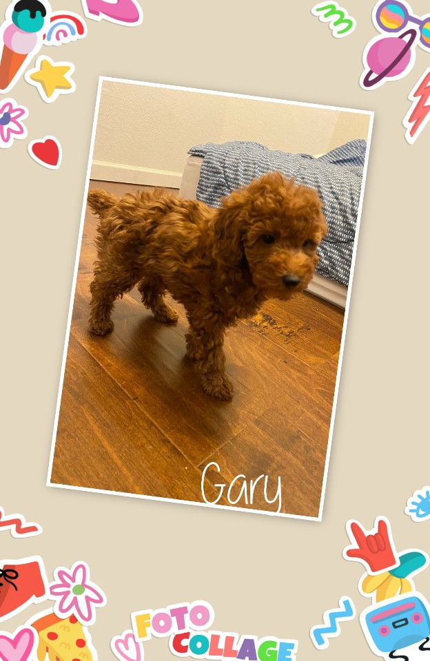 Thumbnail: AKC Gary-Toy Poodle(1134)