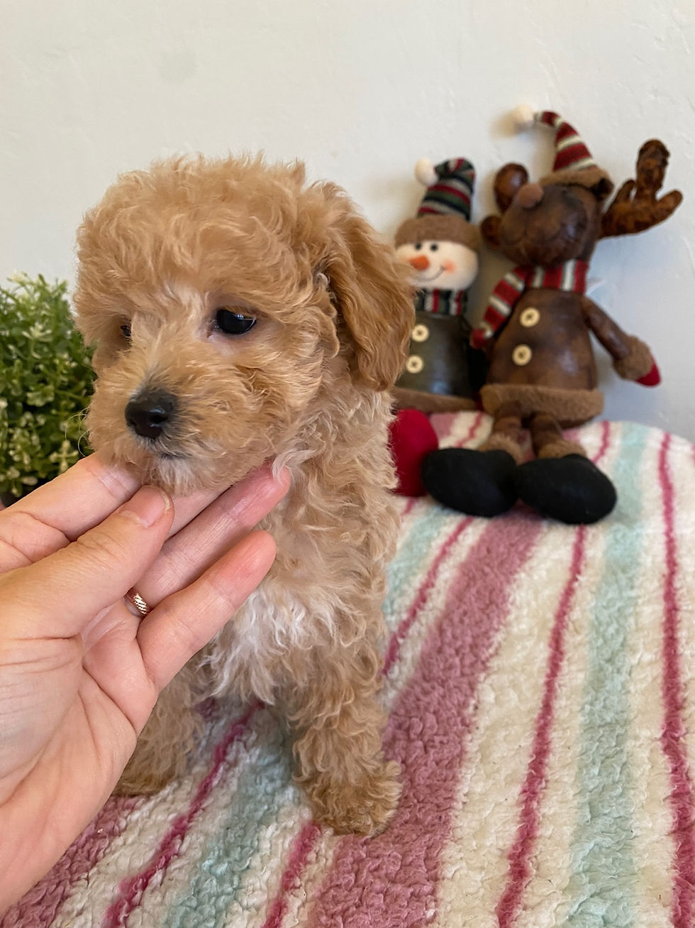 Thumbnail: Angel-Maltipoo(1439)