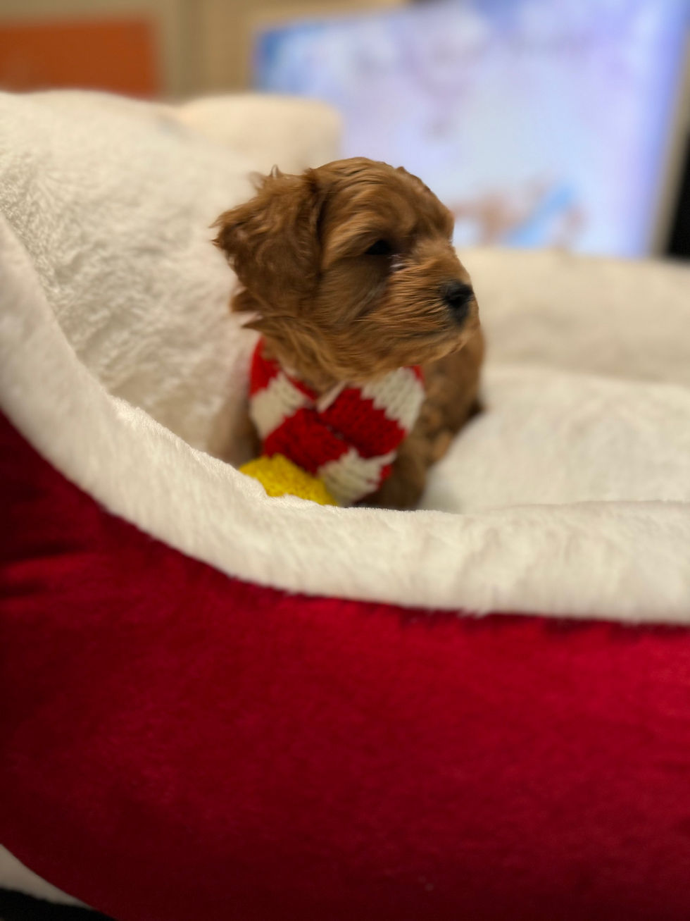 Thumbnail: Orange -Maltipoo (1071)