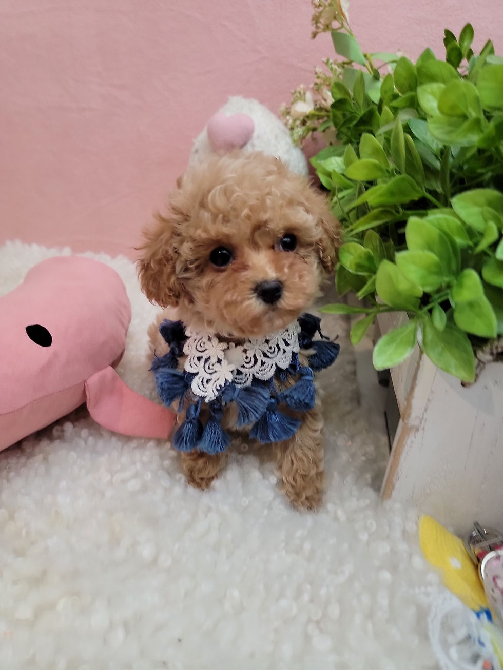 Thumbnail: Alex-Maltipoo F1b (1408)