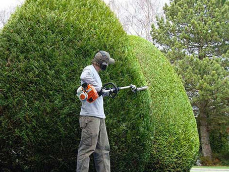 Taille de haie : fréquence idéale dans le 13 (Bouches-du-Rhône)