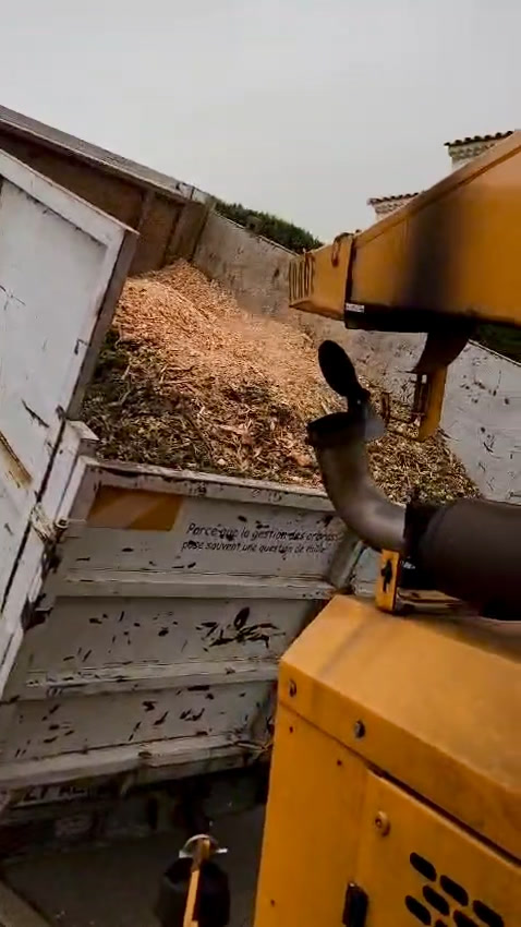 Abattage d'un arbre mort en Provence : signes, risques et intervention