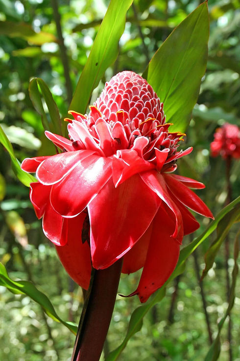 Location de villa de luxe en Martinique 5