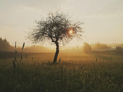 Training in quantum practice: protocols, vibrational therapy and posture of certified practitioner.