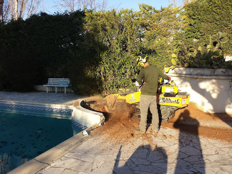 Abattage par démontage sectionné : la technique du cordage en Provence