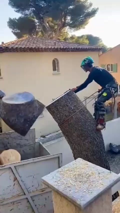 Abattage d'un arbre dont les racines menacent les fondations