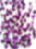 Photo fleurs d'Alysse - Copie.jpg