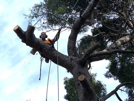 Abattage d’arbre dans les Bouches-du-Rhône : tarifs, réglementation et conseils pratiques