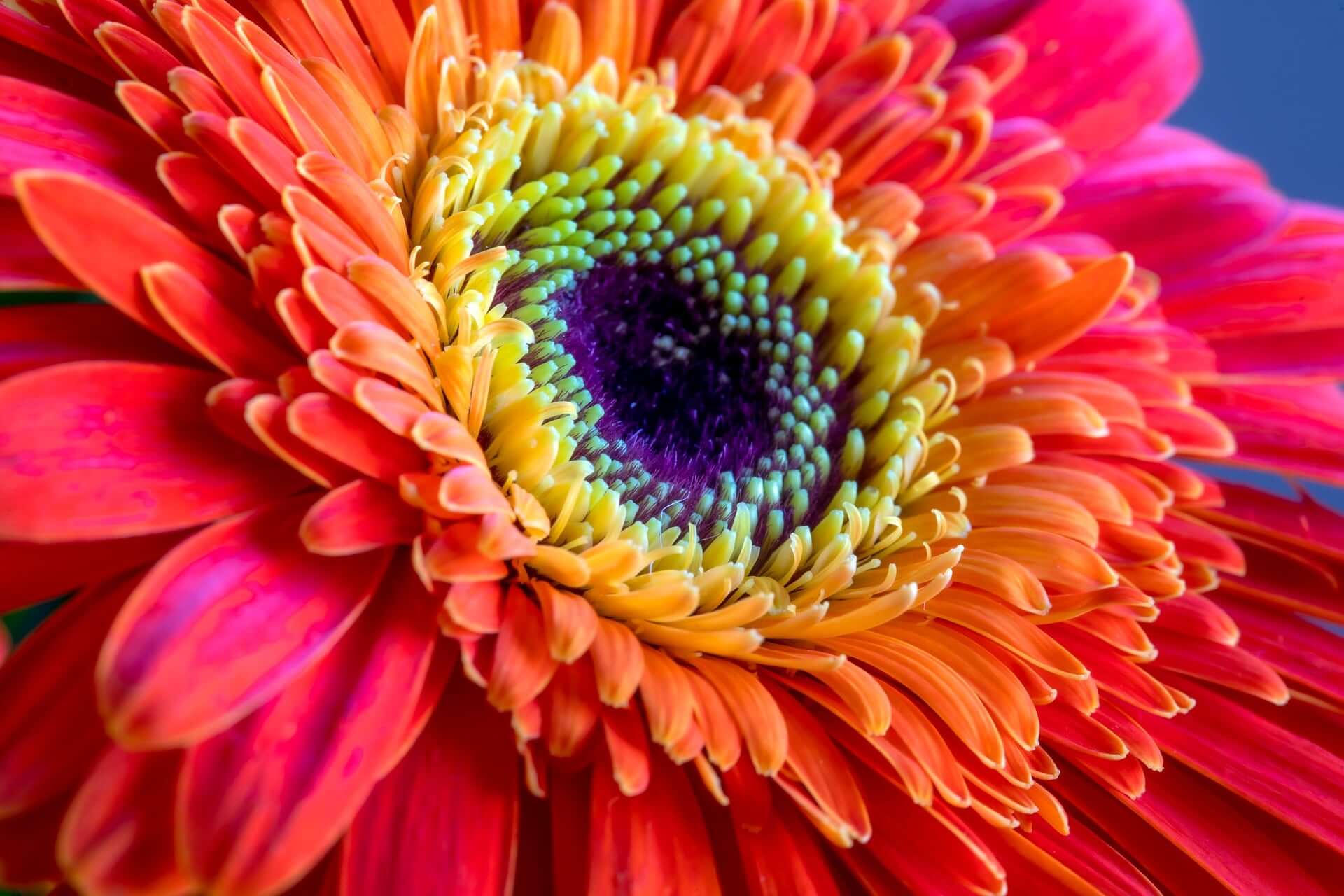 Support and mentoring in holistic therapy: global vision, protocols and practitioner posture.