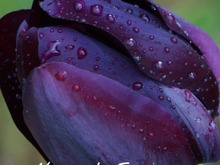 Popular Spring Flowers For A Beautiful Garden