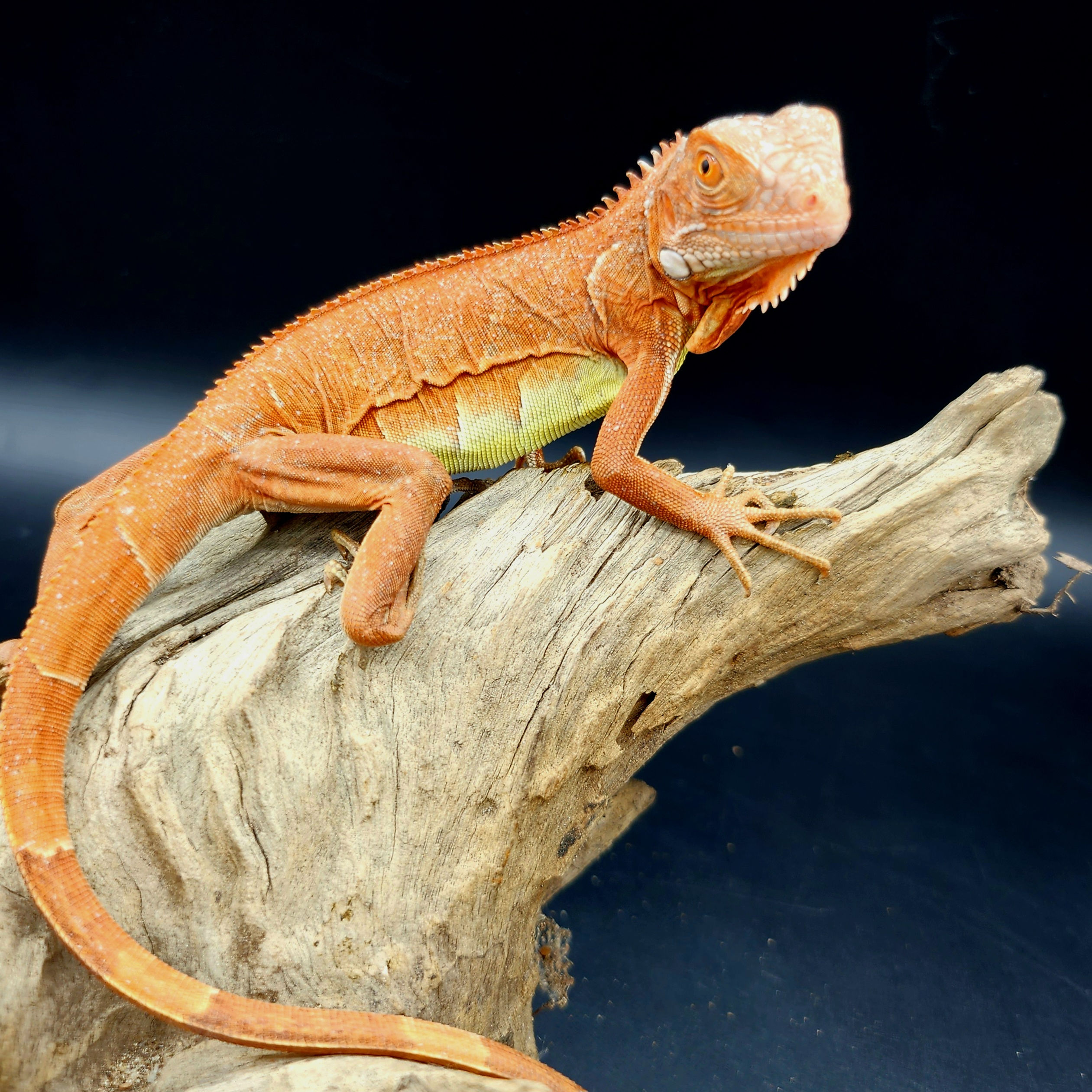 Green Iguana - Orange Phase (Iguana iguana)