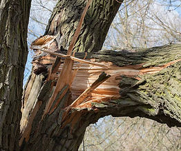 Hazardous Tree Removal