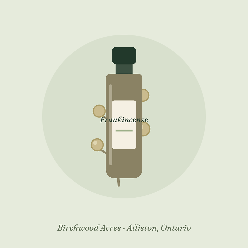 10ml amber bottle of frankincense essential oil from Birchwood Acres