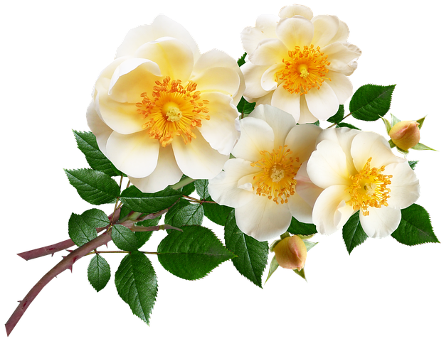 Image CE fleurs.webp
