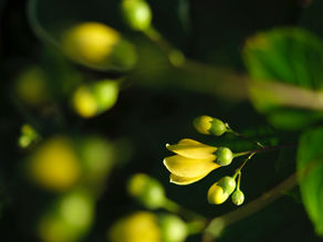 Mindful Photography: Why Buddha changed the focal length under the Bodhi Tree