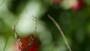 Hannah Arendts Farbphotographie von Augustinus