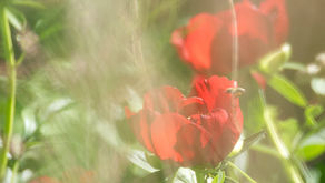 Mindful Photography: Selbstlosigkeit und Kreativität