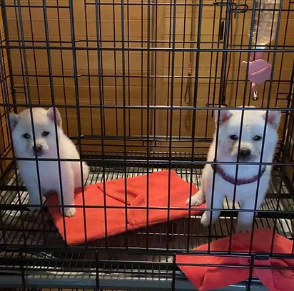 しず　わたる.jpeg
