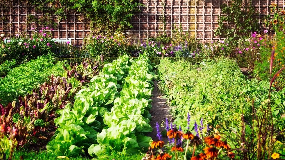 Companion Gardening