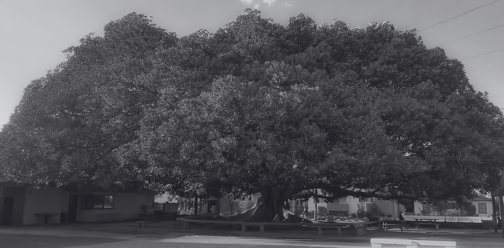 tree(better).png