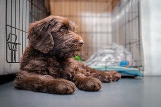 Crate Training is an Essential Life Skill for Your Dog