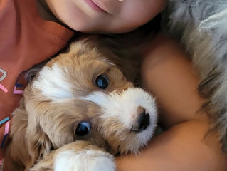 How Dogs Bring Happiness Into Your Life