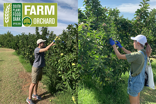 SPFB Orchard